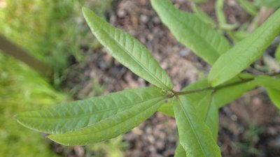 Quercus imbricaria - dub celokrajný